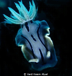 This stunning nudibranch, captured with a camera and a ha... by Vard Keem Atuel 